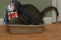 Predator pooping