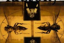 The Wasp Factory