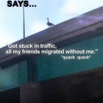 suicide_goose_poster2