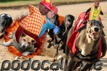 Podocalypse 102